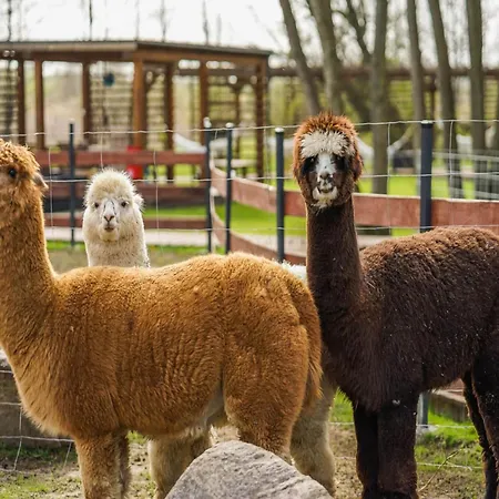 In Near Baltic ニエホジェ