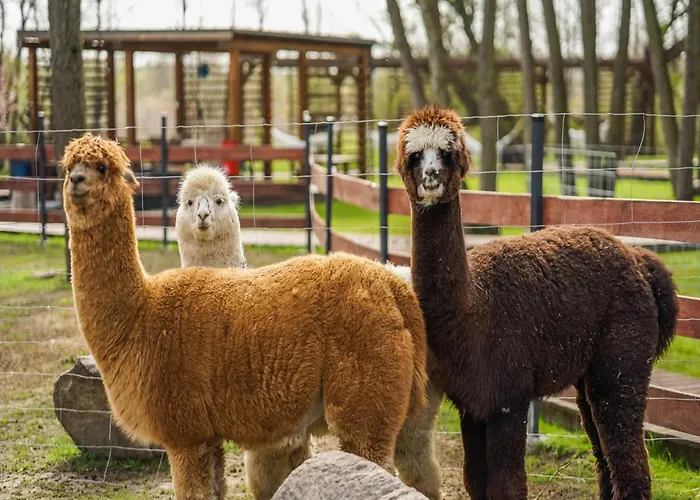 In Near Baltic ニエホジェ